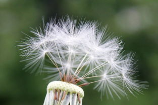 桃花朵朵开，春日里的音乐旋律，一场视觉与听觉的盛宴