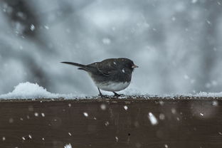 冬日雅韵·踏雪寻梅，一首穿越雪原的艺术之曲，带你领略古典与现代的完美融合