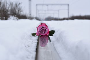 新人国庆首日冒雪结婚，浪漫不畏风雪，爱情更添坚贞